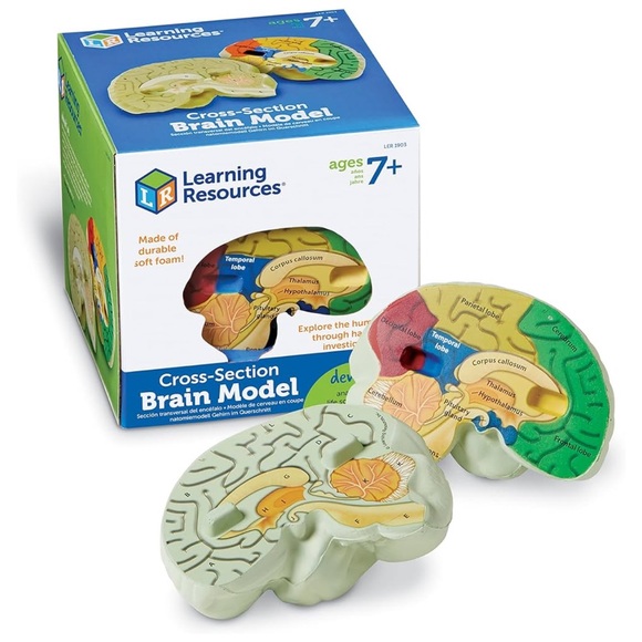 Brain model - Picture 6 of 6
